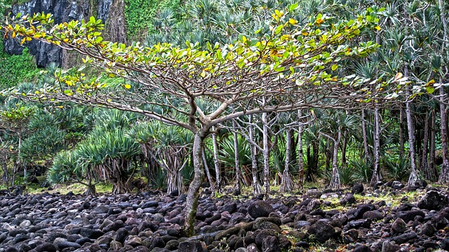 Co navštívit a vidět na Réunionu, lávové pobřeží