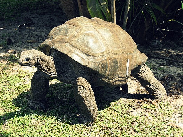 Seychely kde vidět želvy co navštívit a vidět