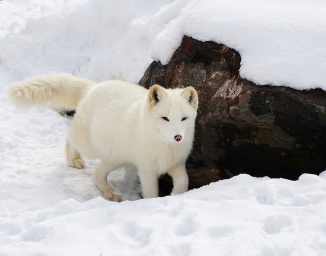 polární liška severní Kanada co vidět