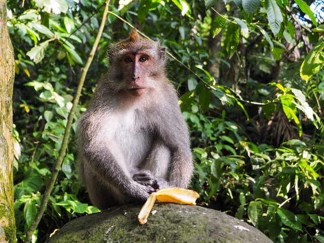 Kuala Lumpur co navštívit a vidět makakové