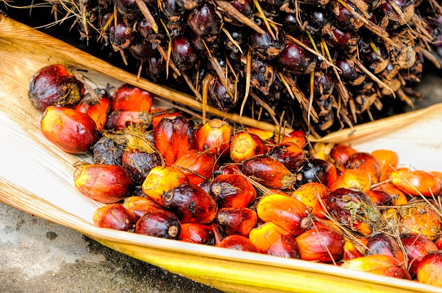 Malajsie palmový olej