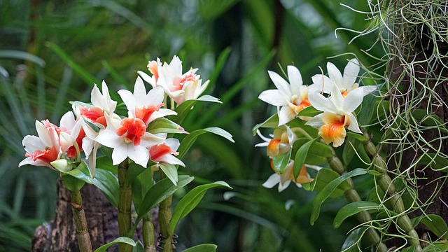 Singapur botanická zahrada orchideje co navštívit a vidět v Singapuru