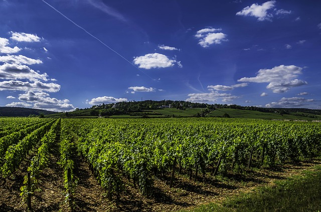 Burgundsko víno vinice co navštívit a vidět